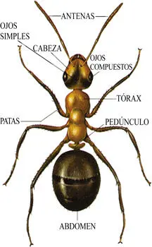 Partes anatómicas del cuerpo de una hormiga Vista frontal de la cabeza de una - фото 3