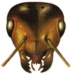 Vista frontal de la cabeza de una hormiga Son insectos socialesy como las - фото 4
