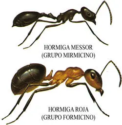 Se distinguen dos grandes grupos de hormigas El Mirmicino hormiga Messor - фото 8