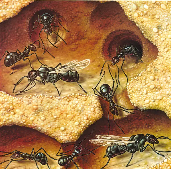 Las hormigas más activas son las obreras Aquí vemos a varias obreras entrando - фото 12