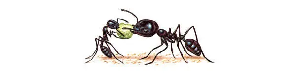 Las Hormigas - изображение 1