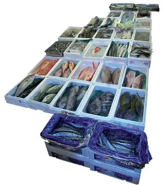 Los pescados recepcionados deberán ser clasificados y correctamente - фото 123