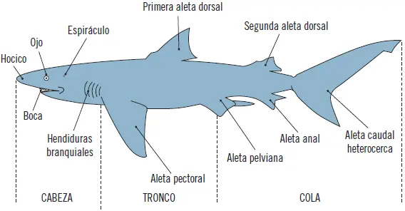 Las principales especies de tiburones que se comercializan en España son el - фото 65