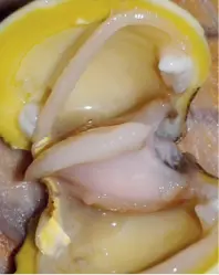 Carne de almeja Colas de peces es la parte final del cuerpo - фото 43