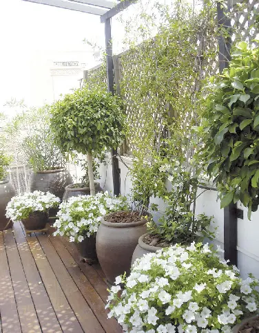 Rincón petunias En las imágenes se puede apreciar cómo se ha ajardinado esta - фото 74