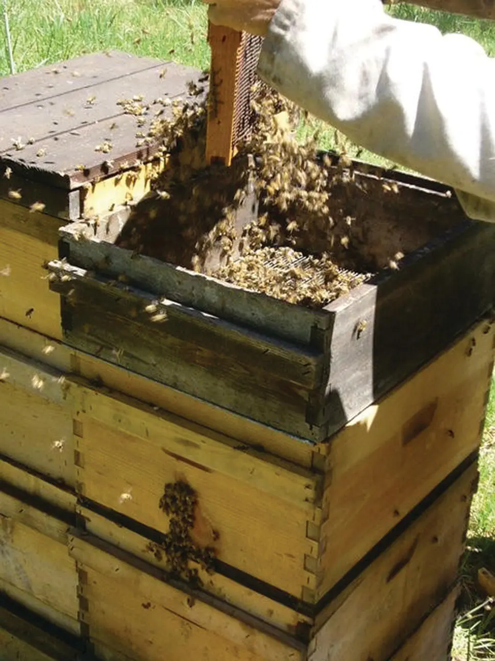 Figure 513 Shaking bees through a sieve box to recover any queens This is - фото 46