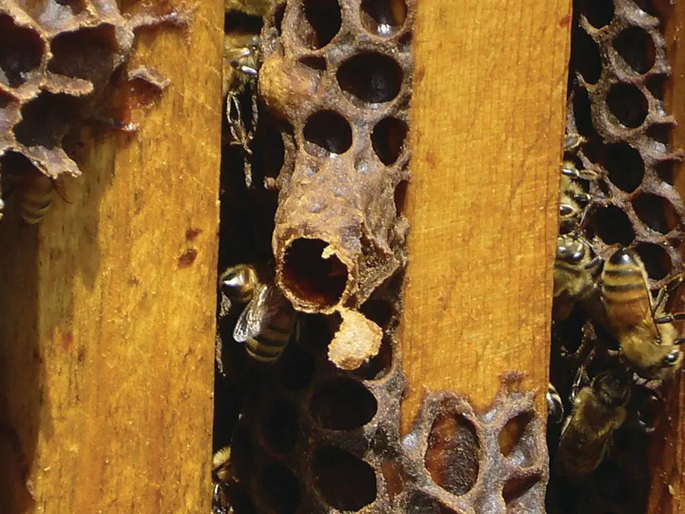 Figure 519 An emerged queen cell indicating that the colony has recently - фото 52