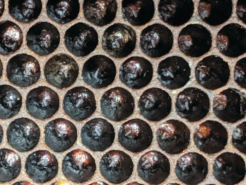 Figure 57 Typically 1014 days after emergence dependent upon weather a - фото 40