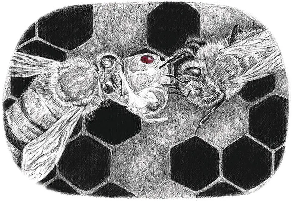 Figure 13 Hygienic behavior or Varroa Sensitive Hygiene VSH is a form of - фото 4