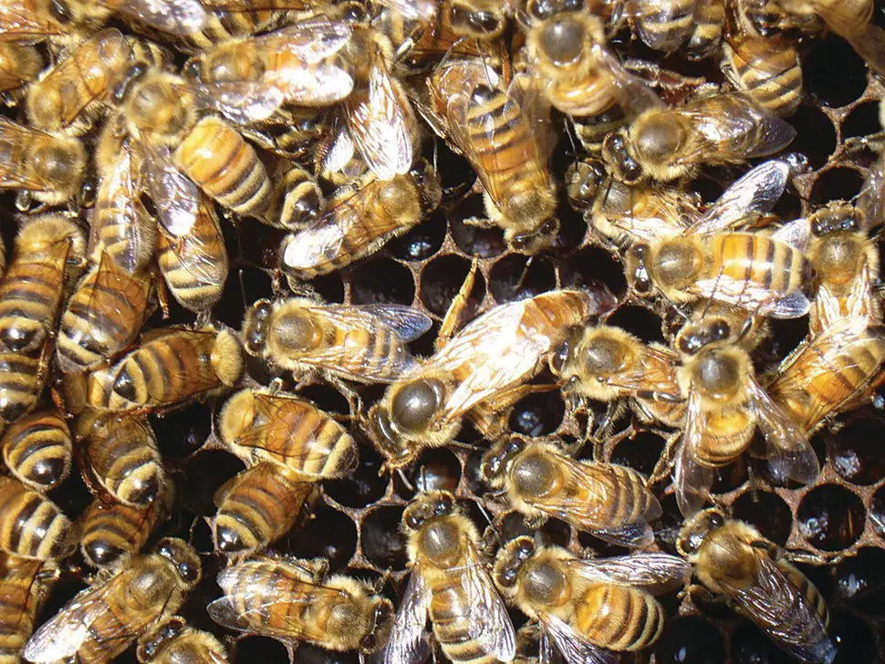 Figure 51 The queen functions not only as the ovary of the honey bee - фото 34