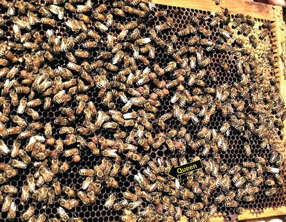 Figure 529 A brood frame with scattered drone cells In this case there were - фото 62