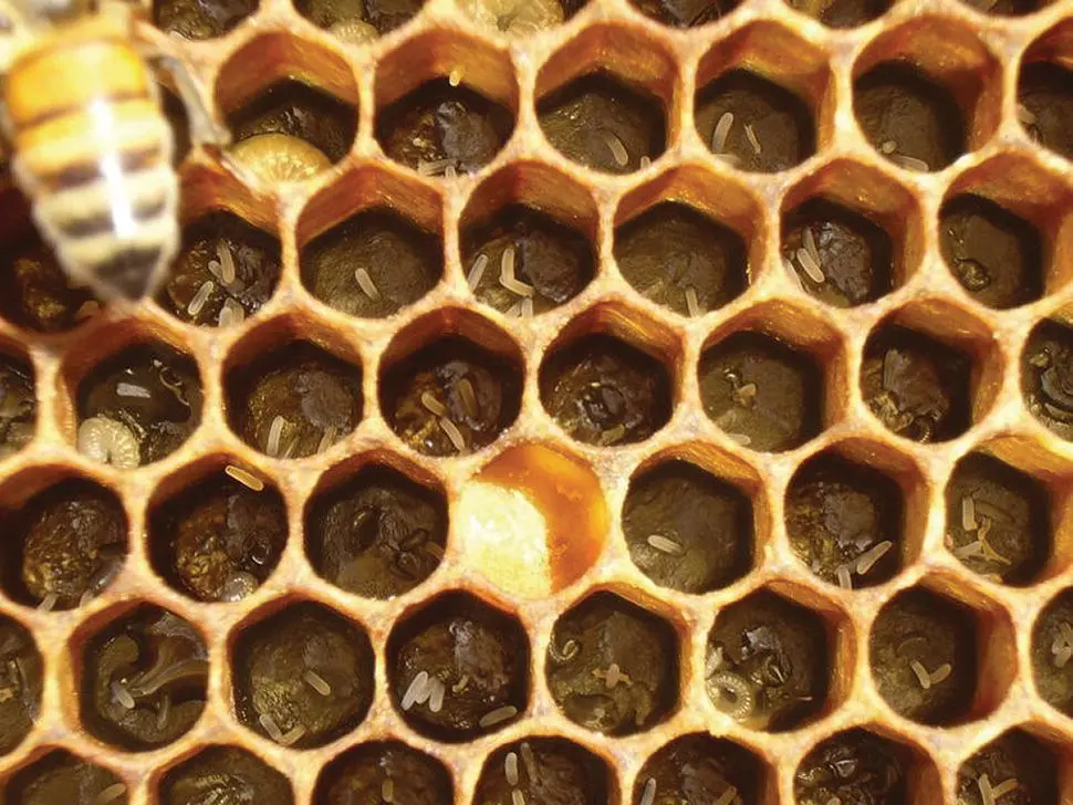 Figure 525 Typical eggs from laying workers Unlike those laid by a queen - фото 58