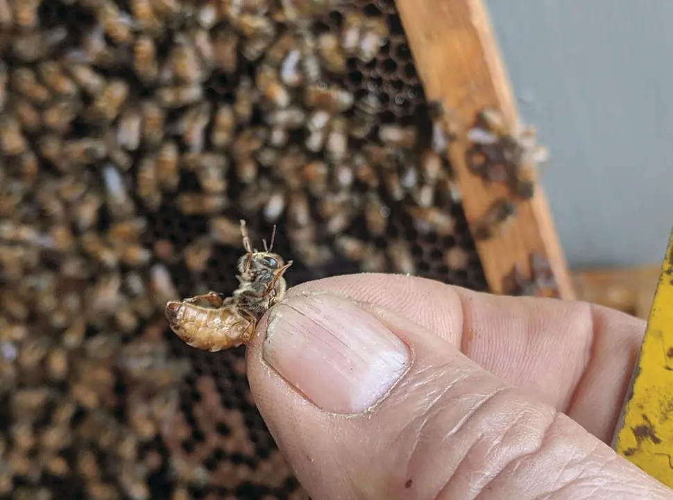 Figure 534 Queens are typically held by both wings If you only get one wing - фото 67