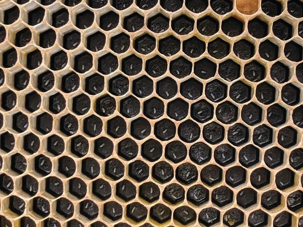 Figure 526 A nice egglaying pattern by a queen each egg centered in its - фото 59
