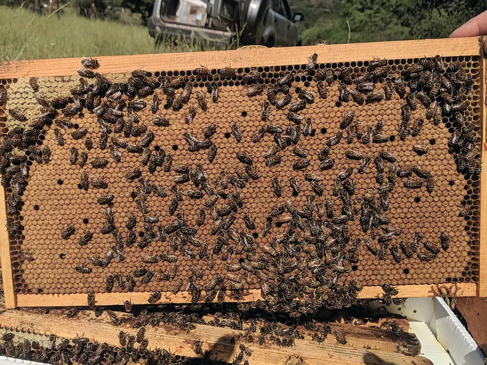 Figure 531 A solid brood pattern indicating an excellent queen and a - фото 64