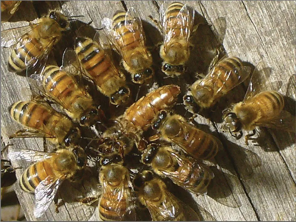 Figure 523 The author has too many times observed a novice beekeeper - фото 56