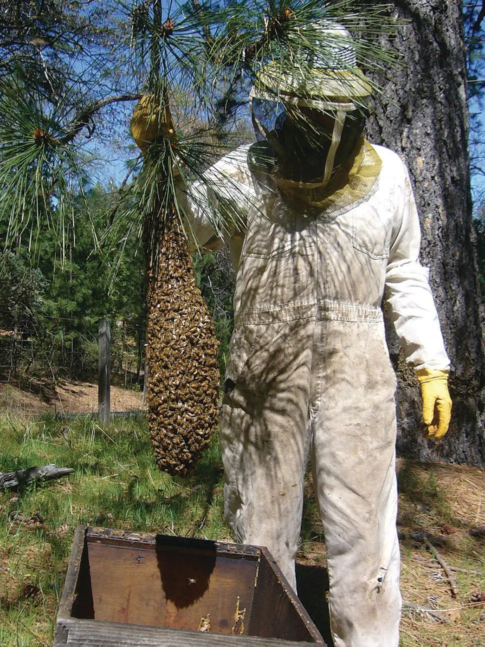 Figure 522 A beekeeper about to shake a lowhanging swarm into an empty box - фото 55