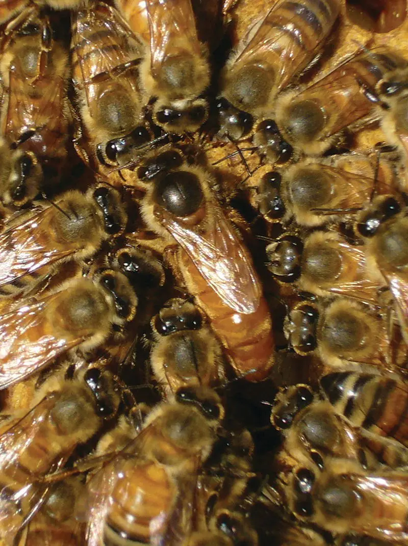 Figure 52 Whenever a good queen pauses on the comb an ad hoc group of - фото 35