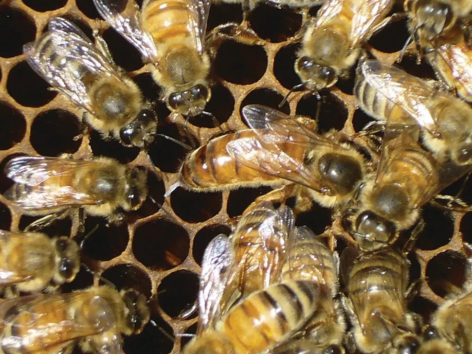 Figure 53 A wellfed queen is an egglaying machine capable of producing an - фото 36