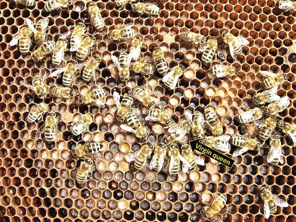 Figure 530 A case of a young queen commencing egg laying without having mated - фото 63