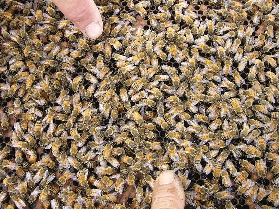 Figure 512 Two laying queens on the same comb face the lower one is a bit - фото 45