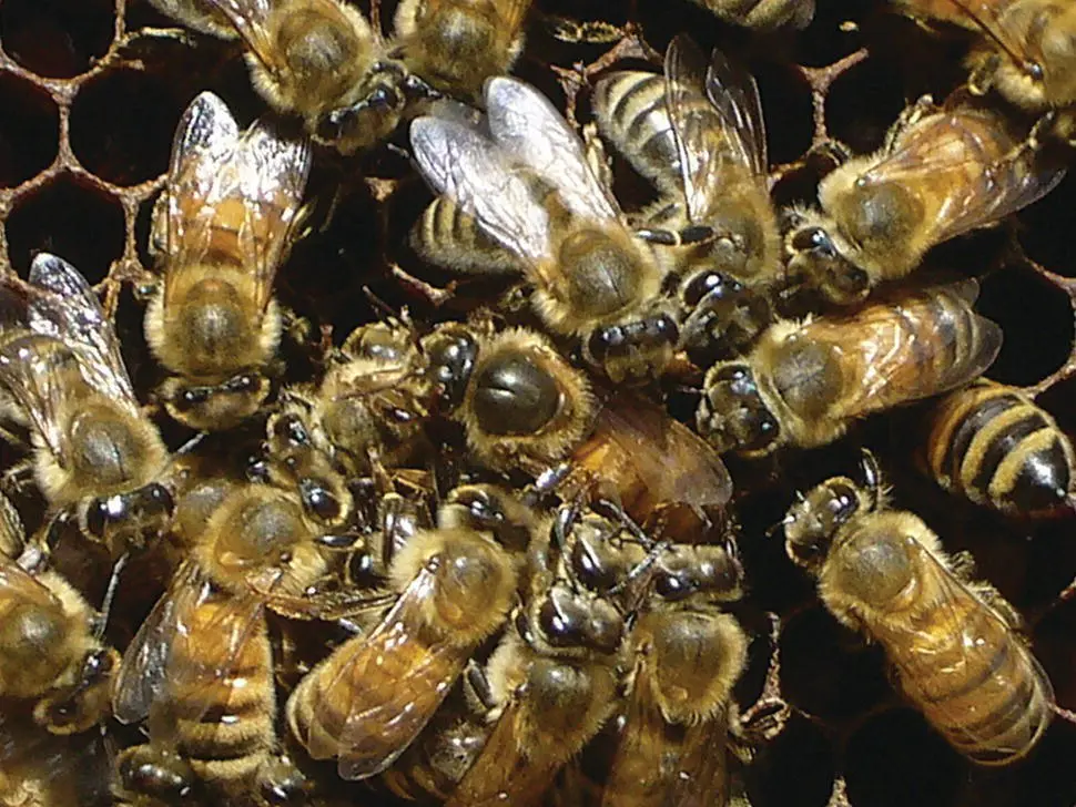 Figure 515 This aged queen note the wellpolished thorax became a drone - фото 48