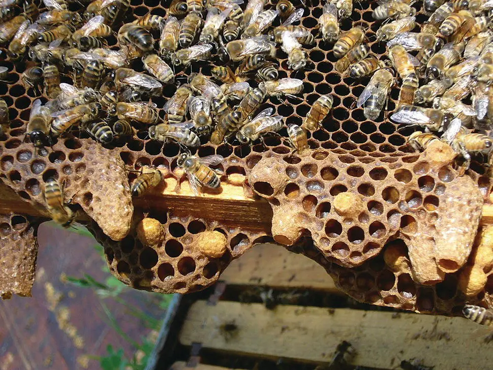 Figure 517Typical swarm cells along the bottom bar of the upper brood chamber - фото 50