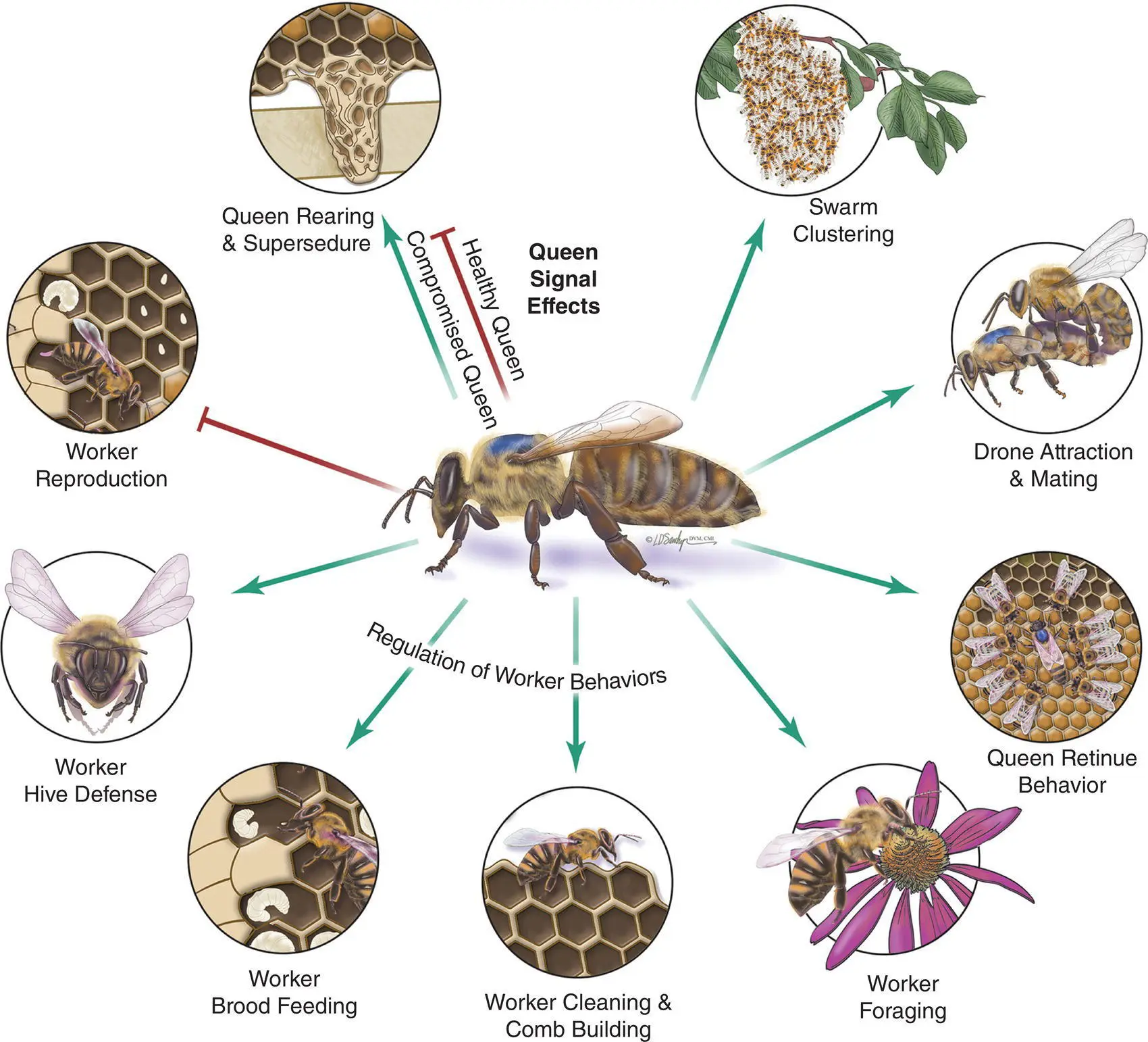 Figure 44 A colony of honey bees survives in large part because of the - фото 33