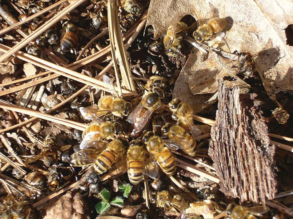 Figure 521 An aged or damaged queen may not be able to fly far and may land - фото 54
