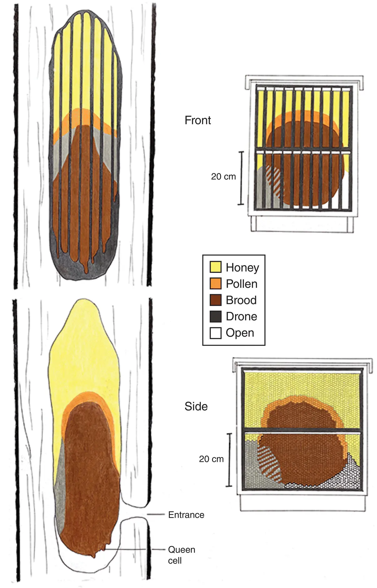 Figure 14 An illustration comparing the structure and organization of a honey - фото 5