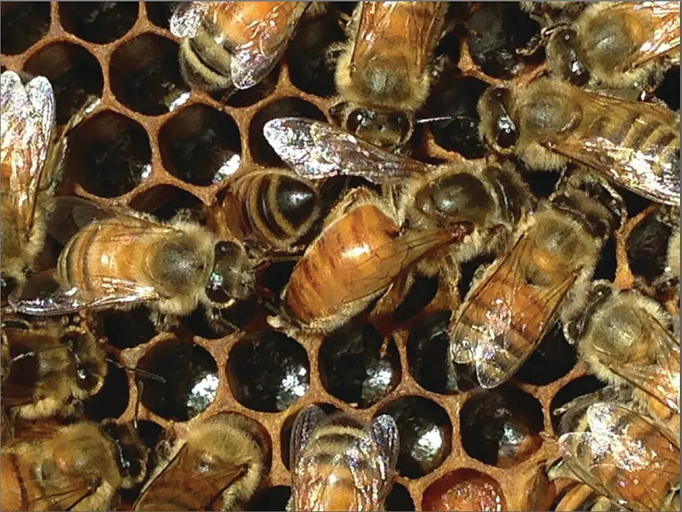 Figure 56 A freshlyreturned nolongeravirgin exhibiting mating sign the - фото 39