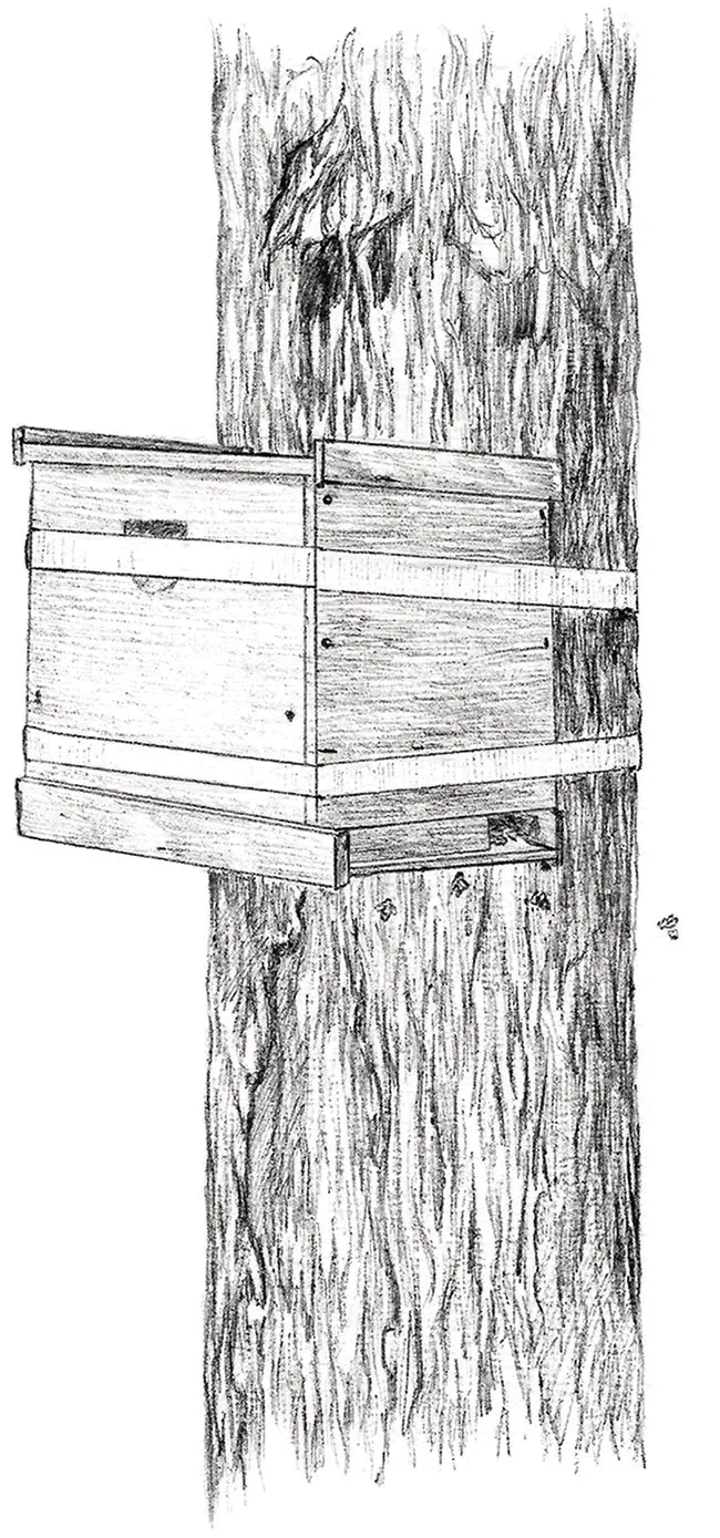Figure 18 Bait hives are small nest boxes that are filled with empty comb and - фото 9