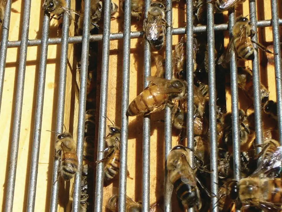 Figure 514 The thorax of a queen center or drone lower right is too broad - фото 47