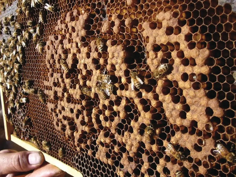 Figure 528 Drone cells are normally built in discrete patches rather than - фото 61