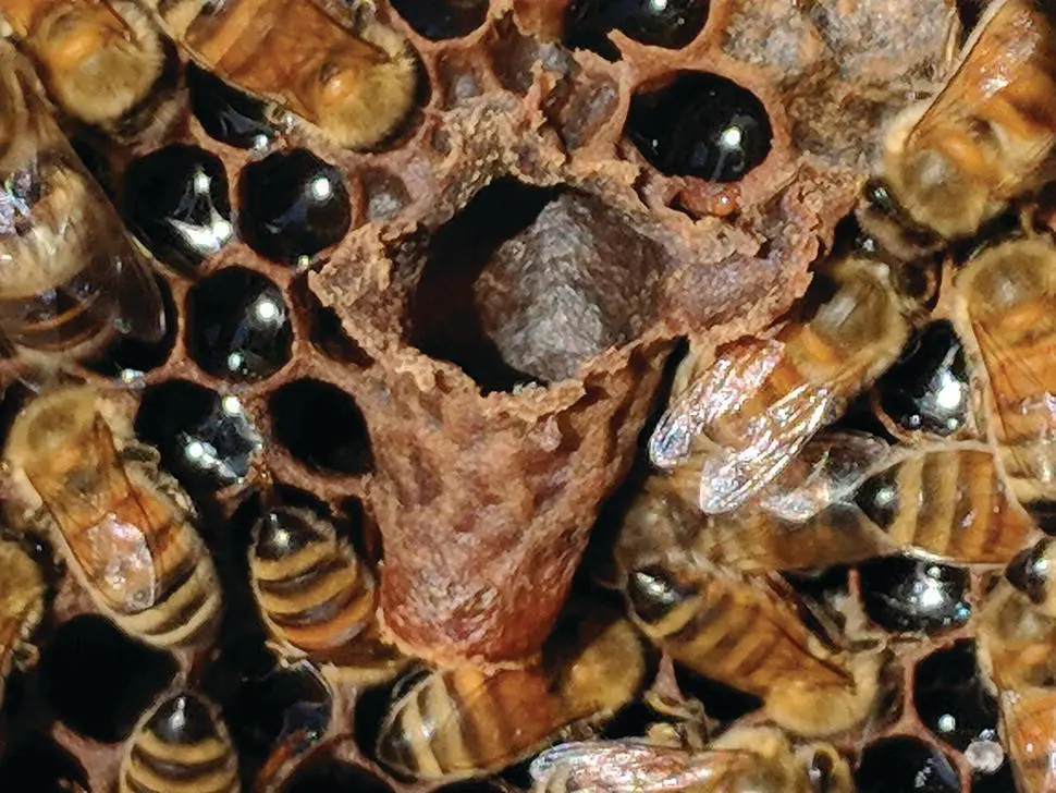 Figure 511 A dissected supersedure cell after emergence showing that the egg - фото 44