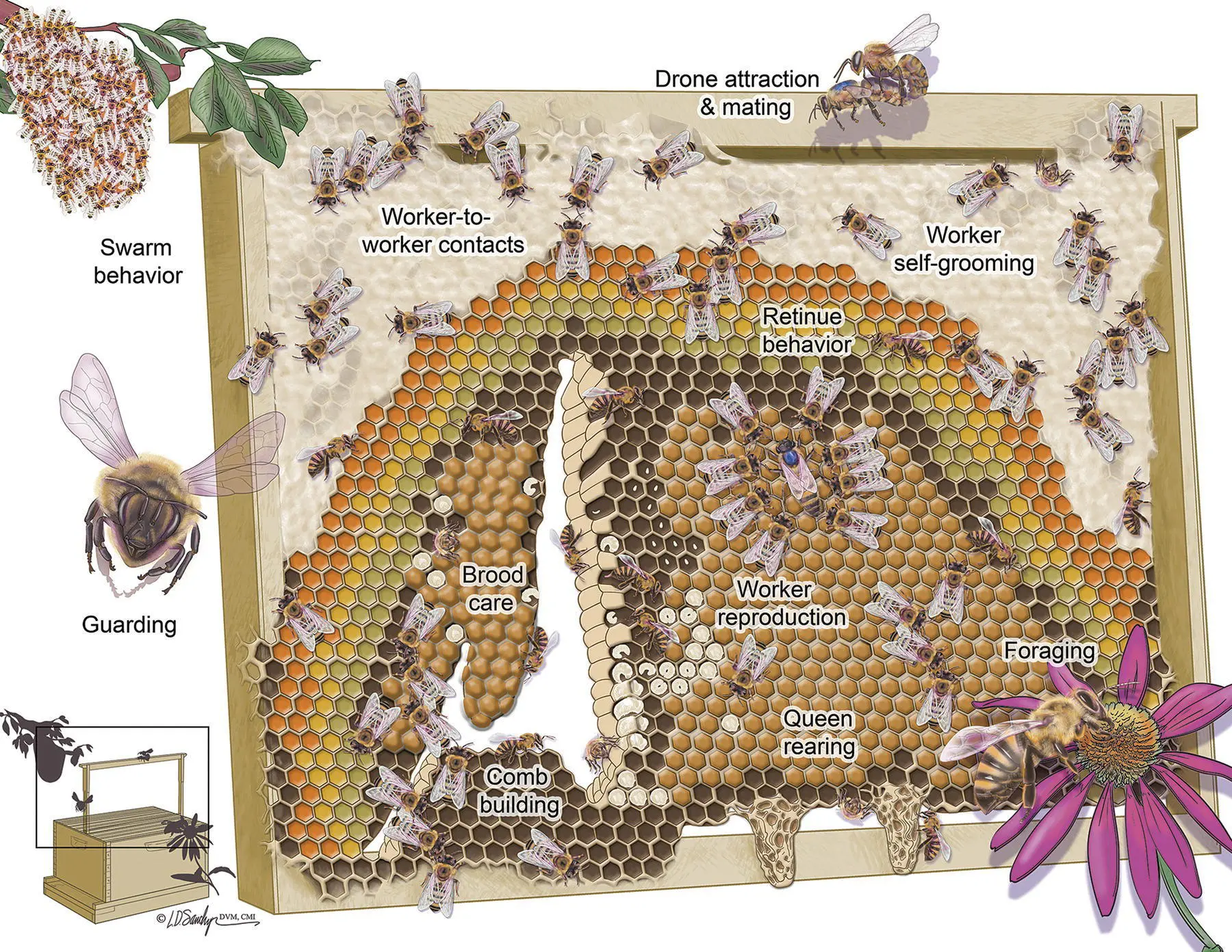 Figure 43 Life inside a honey bee hive is complex with many work activities - фото 32
