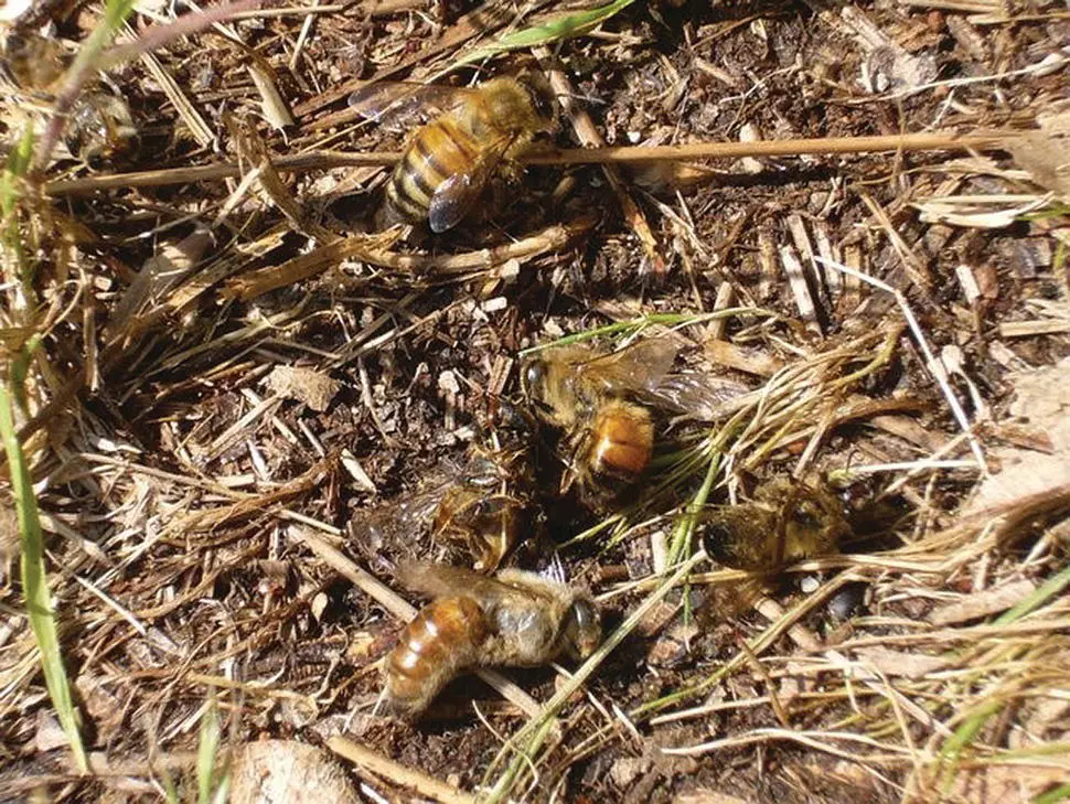 Figure 520 A sharpeyed vet can really impress a beekeeper when they walk up - фото 53
