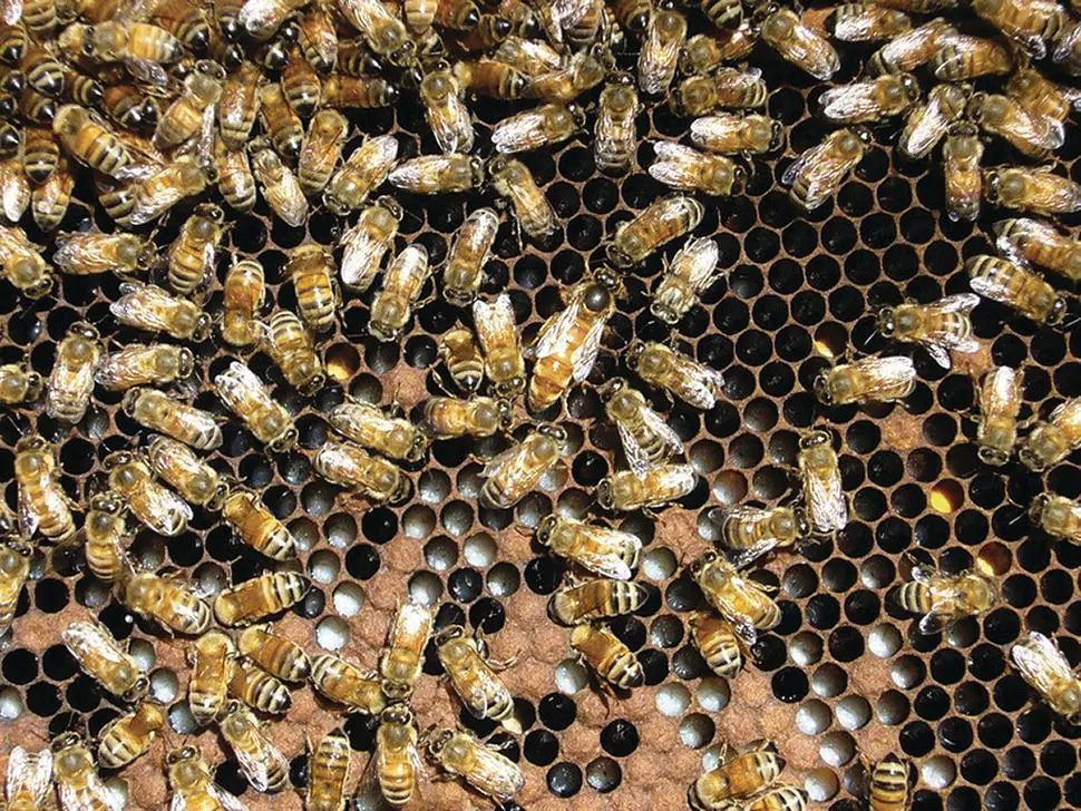 Figure 533 The queen is most often to be found on a brood frame and not - фото 66