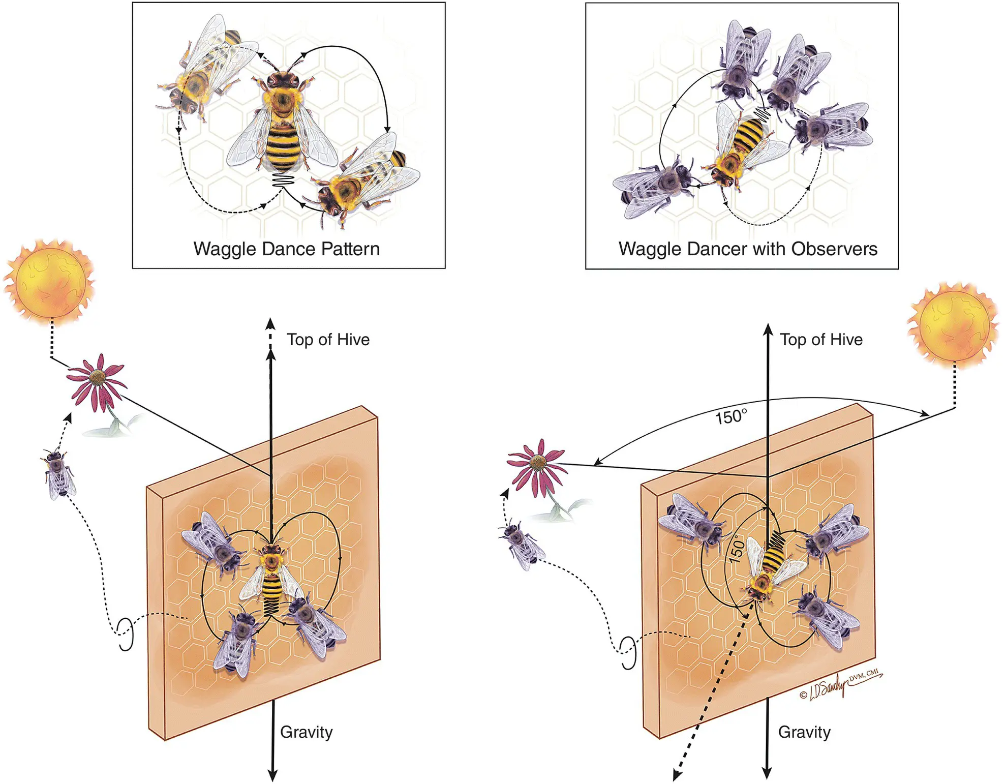 Figure 42 Physical communication in the honey bee using the Waggle Dance The - фото 31