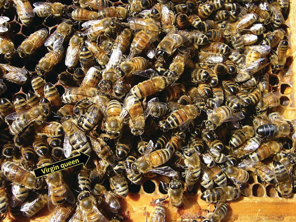Figure 54 To the untrained eye virgin queens are difficult to spot Look for - фото 37