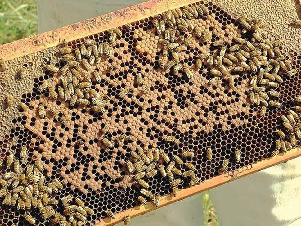 Figure 532 An example of spotty brood Although beekeepers often blame the - фото 65