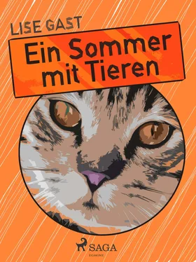 Lise Gast Ein Sommer mit Tieren обложка книги