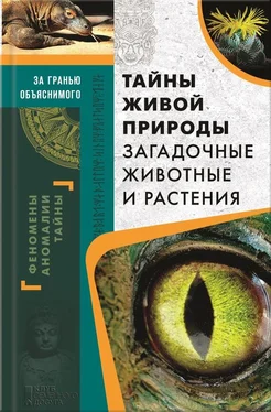 Сергей Реутов Тайны живой природы. Загадочные животные и растения обложка книги