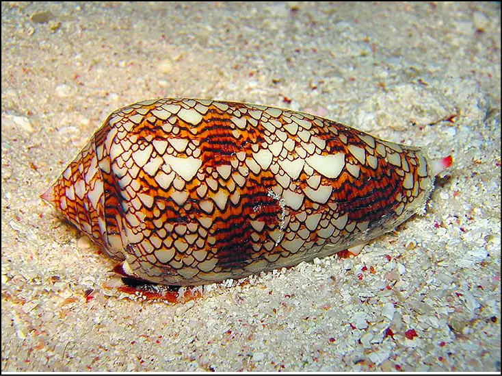 Una notable pigmentación de una concha de caracol la cual se asemeja a un - фото 16