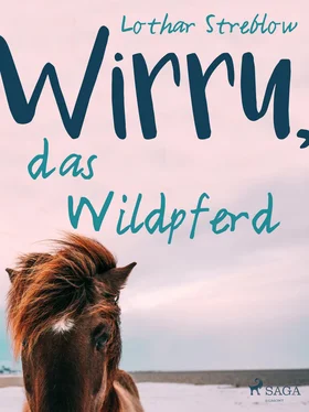 Lothar Streblow Wirru, das Wildpferd обложка книги