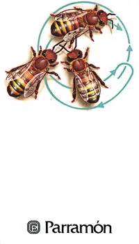 LA ABEJA UN INSECTO SOCIAL Las abejas pertenecen al orden de los himenópteros - фото 1