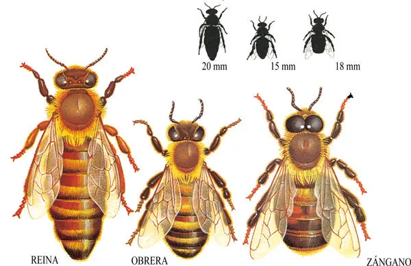 Es posible que todas las abejas te parezcan iguales Sin embargo no es difícil - фото 12