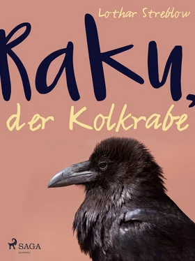 Lothar Streblow Raku, der Kolkrabe обложка книги