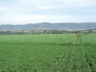 ExtensivaUnidades productivas de mayor superficie alternancia con cultivos - фото 16