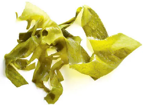 Undaria pinnatifida WAKAME Man verarbeitet die getrockneten Algen so wie sie - фото 475